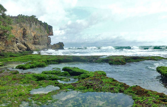 Ladang Rumput Laut Pantai Ngobaran