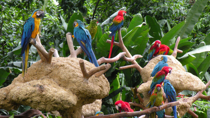 Taman Burung Jurong