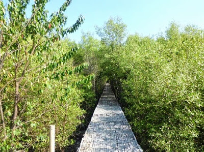 Wisata Hutan Mangrove Wonorejo