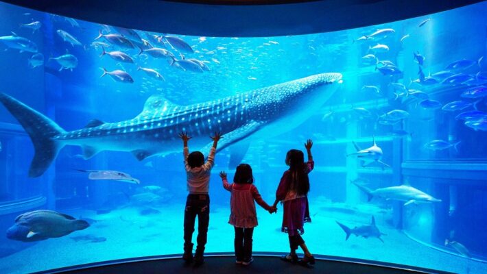 Aquarium Kaiyukan