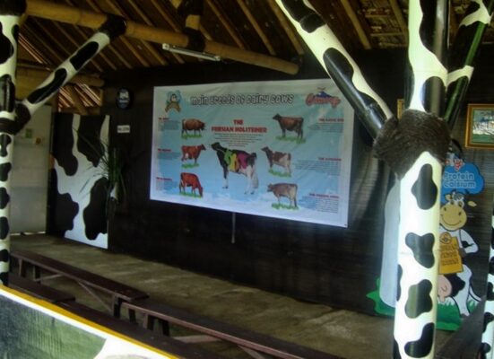 Cisarua Mountain Dairy Farm