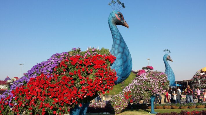 Dubai Miracle Garden Peacock