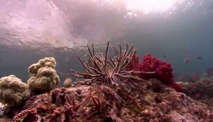 Terumbu Karang Bawah Laut Kaimana