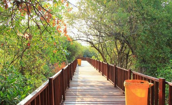 Ekowisata Mangrove