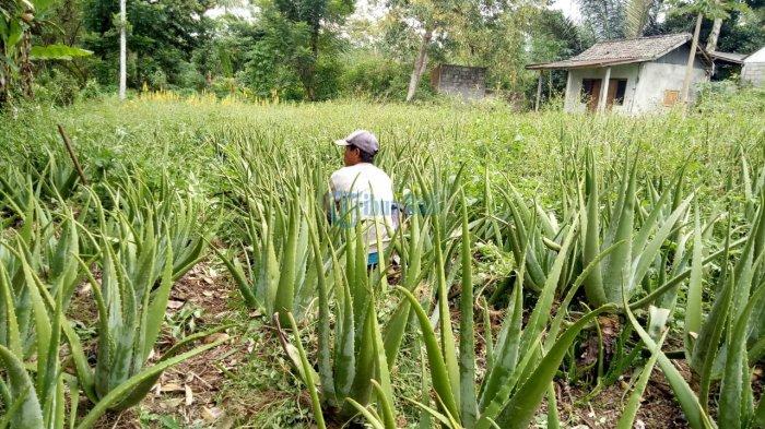 Melongok Perkebunan Aloevera di Desa Saba Bali