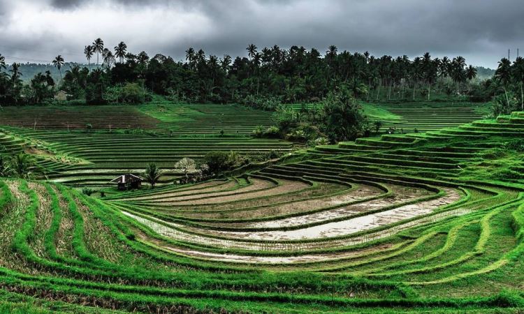 Memotret Undakan Pesawahan di Pupuan Panorama Bali