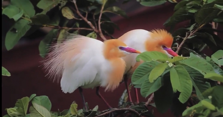 Mendengar Nyanyian Burung Kokoan di Langit Petulu