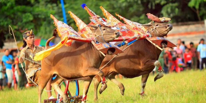 Pertunjukkan Sapi Gerumbungan di Bali