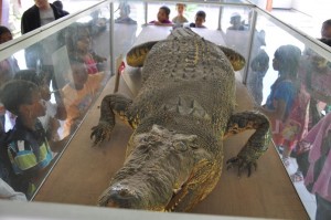 Buaya koleksi Museum Negeri NTB