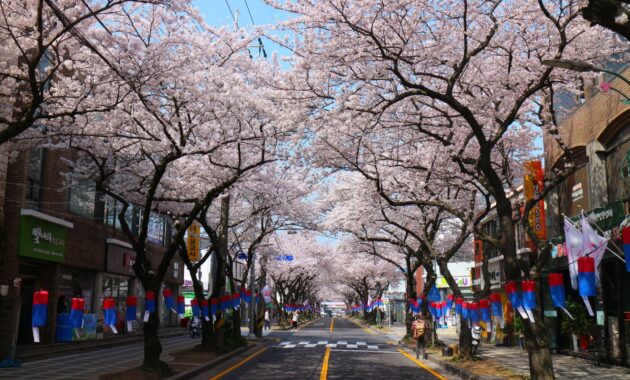 Jeju Cherry Blossom Festival 1