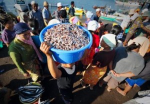 Lelang Ikan di Tanjung Luar