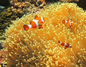 Sekotong Nemo