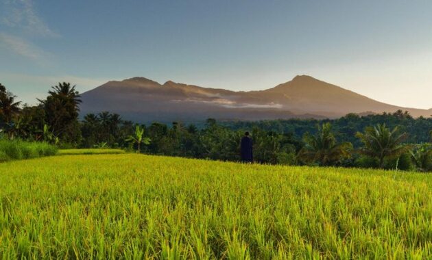 desa tetebatu