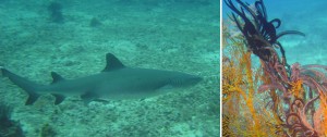 lombok diving