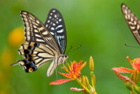 spring-hampyeong_butterfly_festival