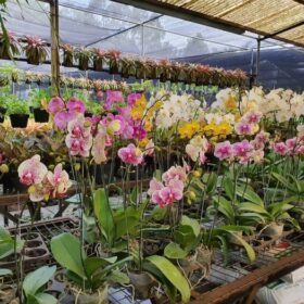 Rasakan Kesejukan dan Keindahan Alami Kota Jakarta di Taman Anggrek Ragunan