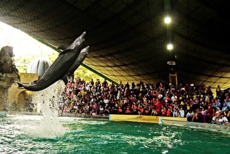 Ocean Dream Samudra Ancol Mengenal Lebih Dekat Satwa! Ocean Dream Samudra Ancol Mengenal Lebih Dekat Satwa!