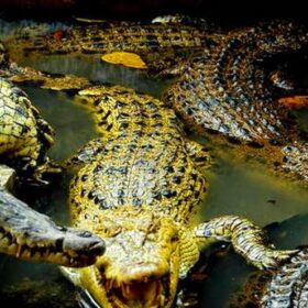 Penangkaran Buaya Asam Kumbang,