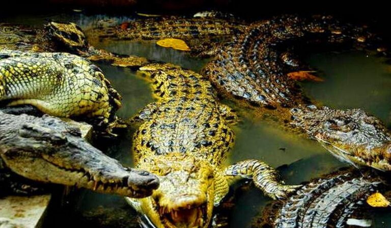 Berwisata Ke Taman Penangkaran Buaya Asam Kumbang, Medan Sunggal Berwisata Ke Taman Penangkaran Buaya Asam Kumbang, Medan Sunggal