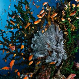 Pemandangan Bawah Laut Pulau Weh