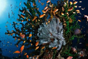 Pemandangan Bawah Laut Pulau Weh