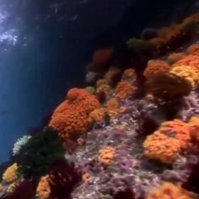 Pemandangan Terumbu Karang Teluk Triton Kaimana