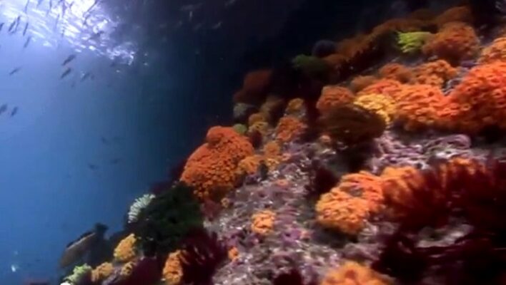 Pemandangan Terumbu Karang Teluk Triton Kaimana