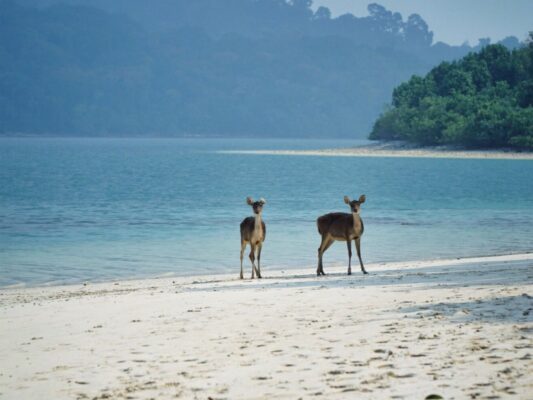 Pulau Peucang Ujung Kulon
