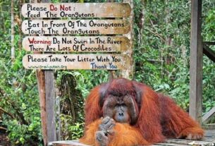 Taman Nasional Tanjung Puting