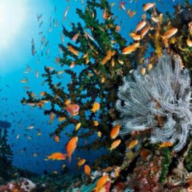 Kegiatan diving wisata Pulau Weh, Sabang, Aceh