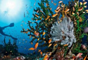 Kegiatan diving wisata Pulau Weh, Sabang, Aceh