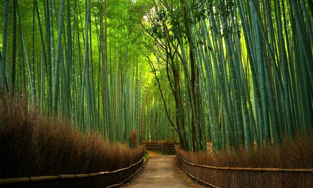 Hutan Bambu Keputih