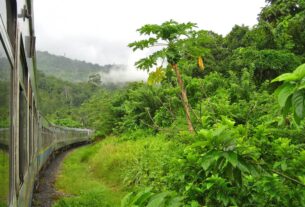 Jungle Railway Kelantan