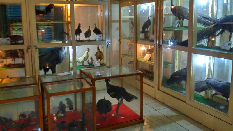 Museum Biologi UGM