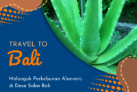 Melongok Perkebunan Aloevera di Desa Saba Bali