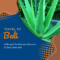 Melongok Perkebunan Aloevera di Desa Saba Bali