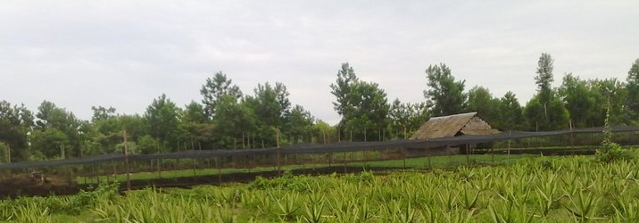 Melongok Perkebunan Aloevera di Desa Saba Bali