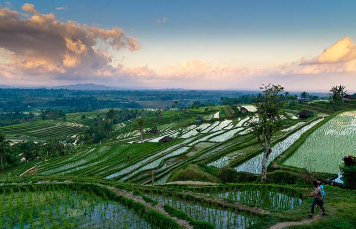 Memotret Undakan Pesawahan di Pupuan Panorama Bali
