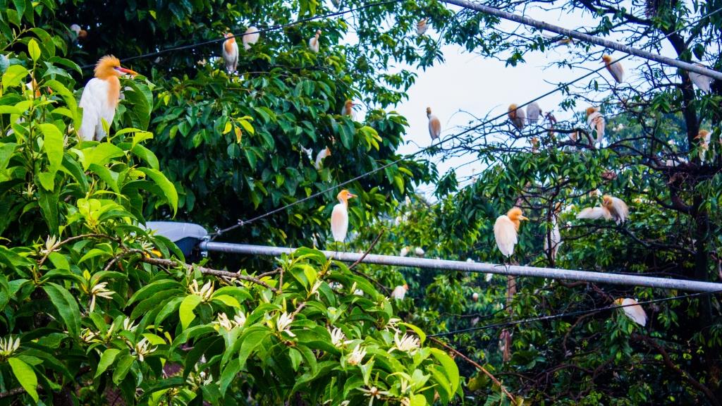 Mendengar Nyanyian Burung Kokoan di Langit Petulu