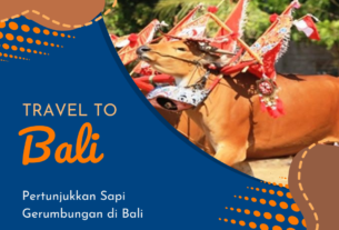 Pertunjukkan Sapi Gerumbungan di Bali
