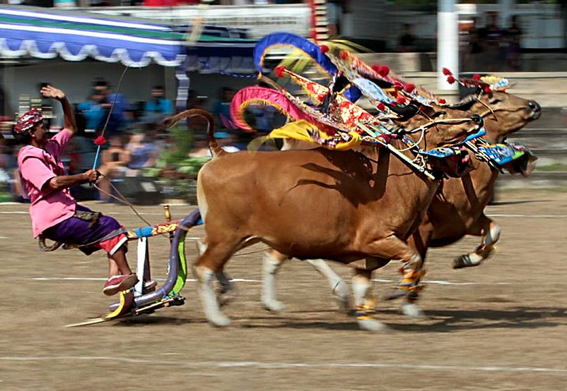 Pertunjukkan Sapi Gerumbungan di Bali