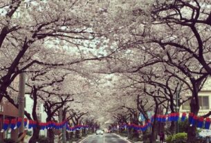 Eksotisme Jeju di Jeju Cherry Blossom Festival