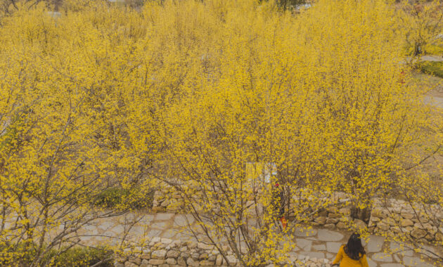 Gurye Sansuyu Festival