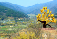 Gurye Sansuyu Festival