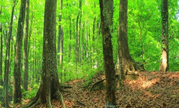 Hutan Lindung Sesoat
