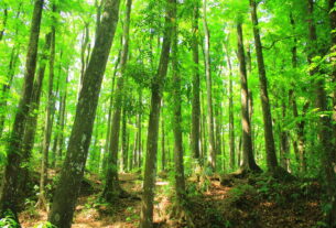 Hutan Lindung Sesoat