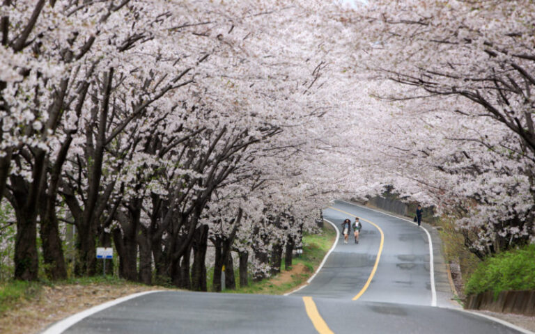 Melihat Hwagae Berkarpet Sakura Melihat Hwagae Berkarpet Sakura