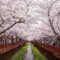 Keindahan Musim Semi di Jinhae Korea