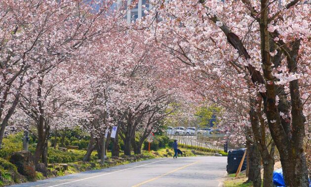 Melihat Hwagae Berkarpet Sakura