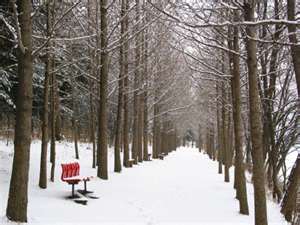 Winter Sonata di Nami Island